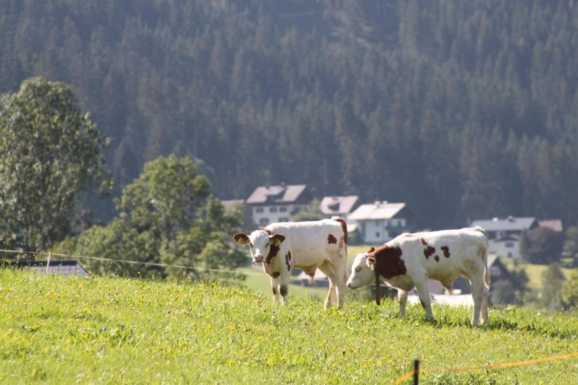 Muehlradl Apartments Gosau Bagian luar foto